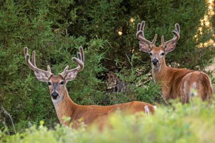 Are You Scouting for This Fall’s Buck Yet? You Should Be